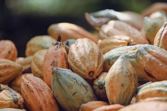 Close-up of ripe cacao pods in Paragominas, Pará, Brazil, showcasing agricultural abundance.