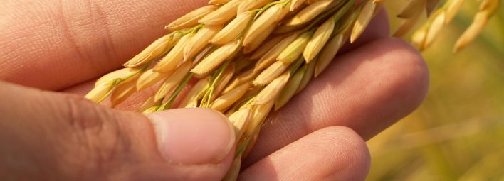 Detailed image of a hand gently cradling ripe rice grains, symbolizing harvest and agriculture.